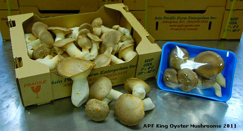 APF King Oyster Mushrooms
